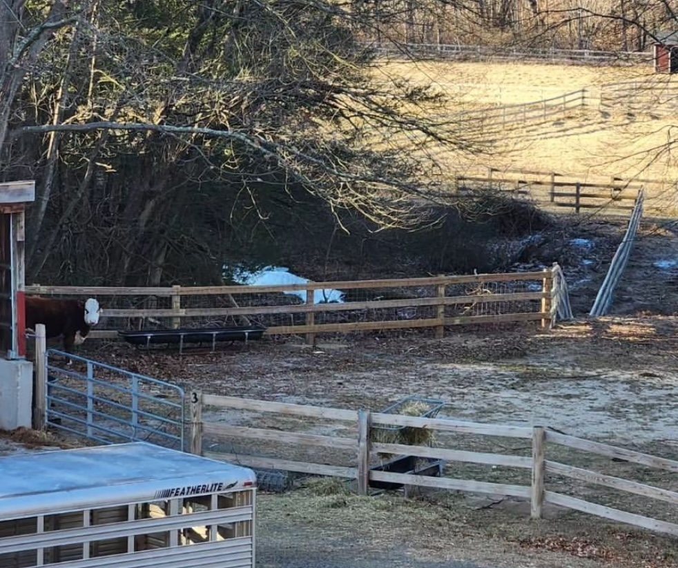 Delphinium, the hereford that has found her home in the Woodbury FFA Program, enjoys her new pasture closer to the barn. She is now closer to the other animals to keep her company and closer to the people tending to her for easier and more accessible care. (Courtesy of Woodbury FFA Instagram)