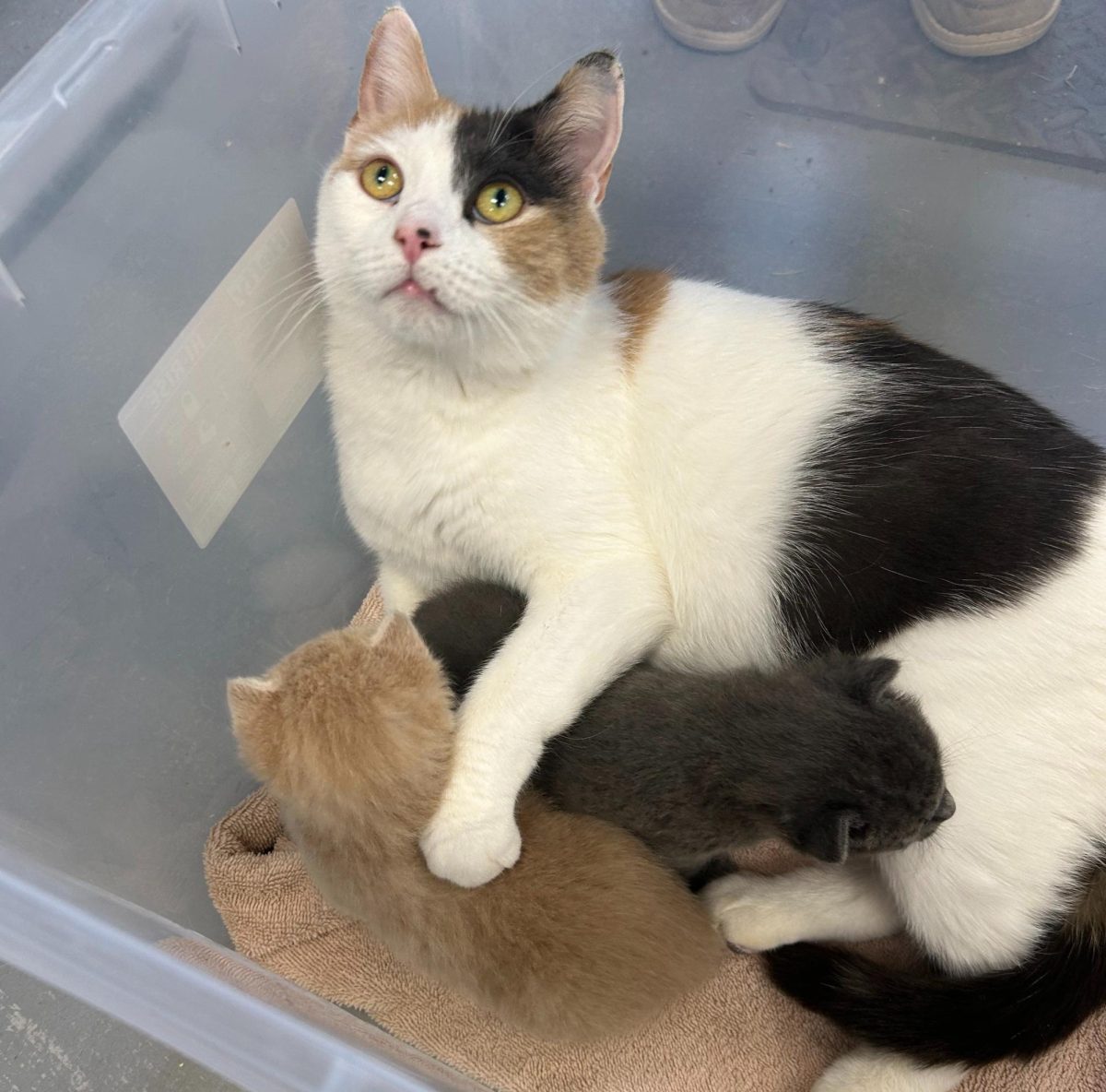  Chile, the mother, holds her kittens after joining them in their crate. She will continue to take care of them for some time, but soon they will work with the students to be ready for their adoptions. In the meantime, students in NHS’ veterinary science classes will have the opportunity to care and learn from these animals. 
