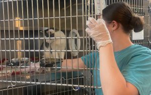 Sophomore Sadie Turchuk works at her SAE, tending to a cat. Turchuk volunteers at Whiskers Pet Rescue in Southbury, (Courtesy of Sadie Turchuk)