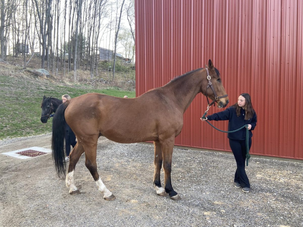 NHS senior Savannah Fedorich guides Scottie, campus' 25 year old Dutch Warmblood, out of the Elizabeth Webb Equestrian Center. NHS students have cared for Scottie since he was adopted and Scottie continues to serve as a living embodiment of perseverance following a rare infection that resulted in losing an eye. 