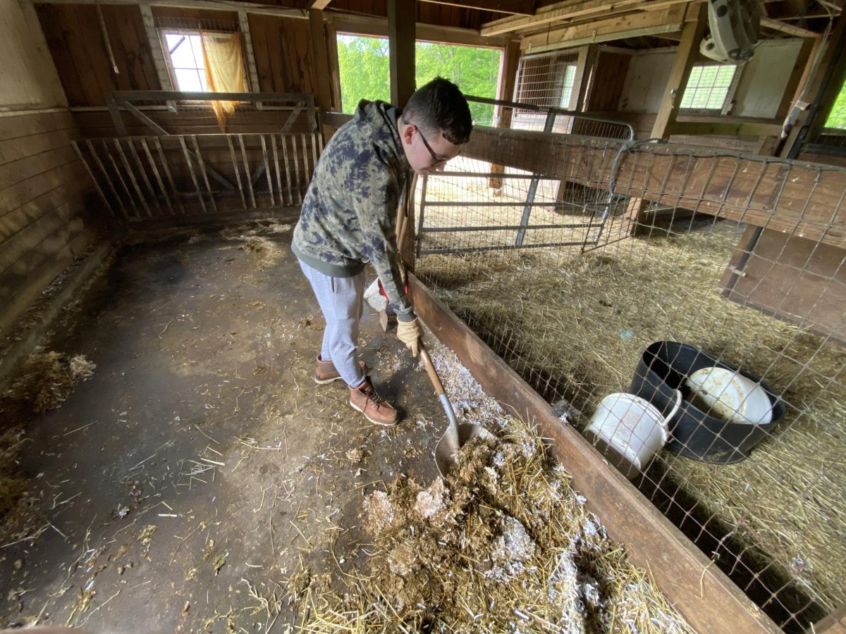 Finnegan Magee, a junior at NHS, cleans pens at his SAE at Flanders Nature Center to ensure animals have a clean home. Ag students have a wide variety of SAEs that all entail different tasks, some work on farms, in stores, vet offices, landscaping businesses, etc. No matter the task, students make sure they are working their hardest.
