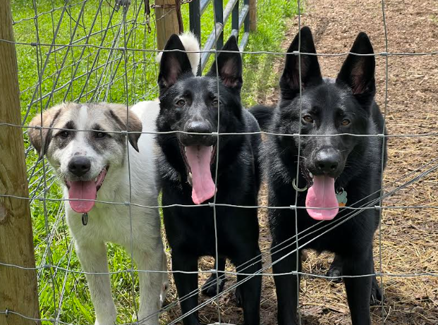 Paladin, Artemis, and Aslan, three of Guardians Farm’s dogs who serve as protectors of the farm. These dogs aren’t just friendly greeters at the farm, but they also help protect livestock predators.