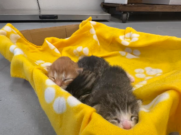 The kittens are brought out during cleaning time so they can be weighed and given physical exams to make sure they are healthy. They were exactly a week old at the time this photo was taken. 