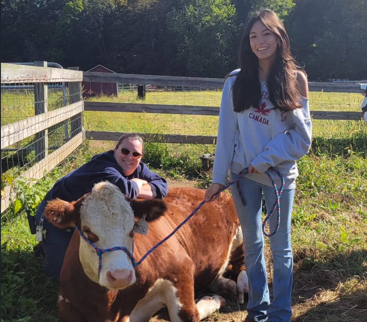 The production class working with their cow on haltering and  building connections with her. This is just one of the important things the students do with the animals around school.  (Courtesy of Woodbury FFA Instagram) 