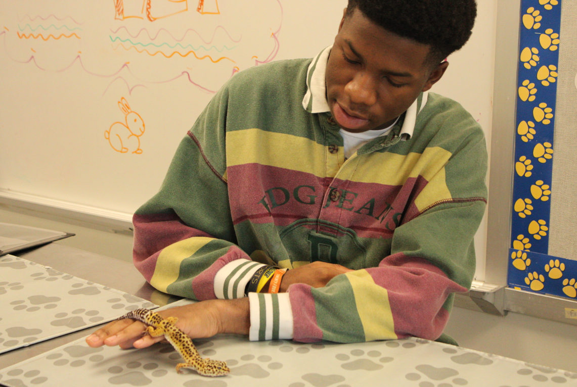  Micah Mayberry, a senior in Nonnewaug's Vet Science class, handling one of the leopard geckos that the students care for. The class works with both exotic and small animals, helping the students gain experience in multiple areas to help them better decide their future. Many NHS agriscience students enroll as 9th graders unaware of the demands of those who pursue the veterinary science field. 