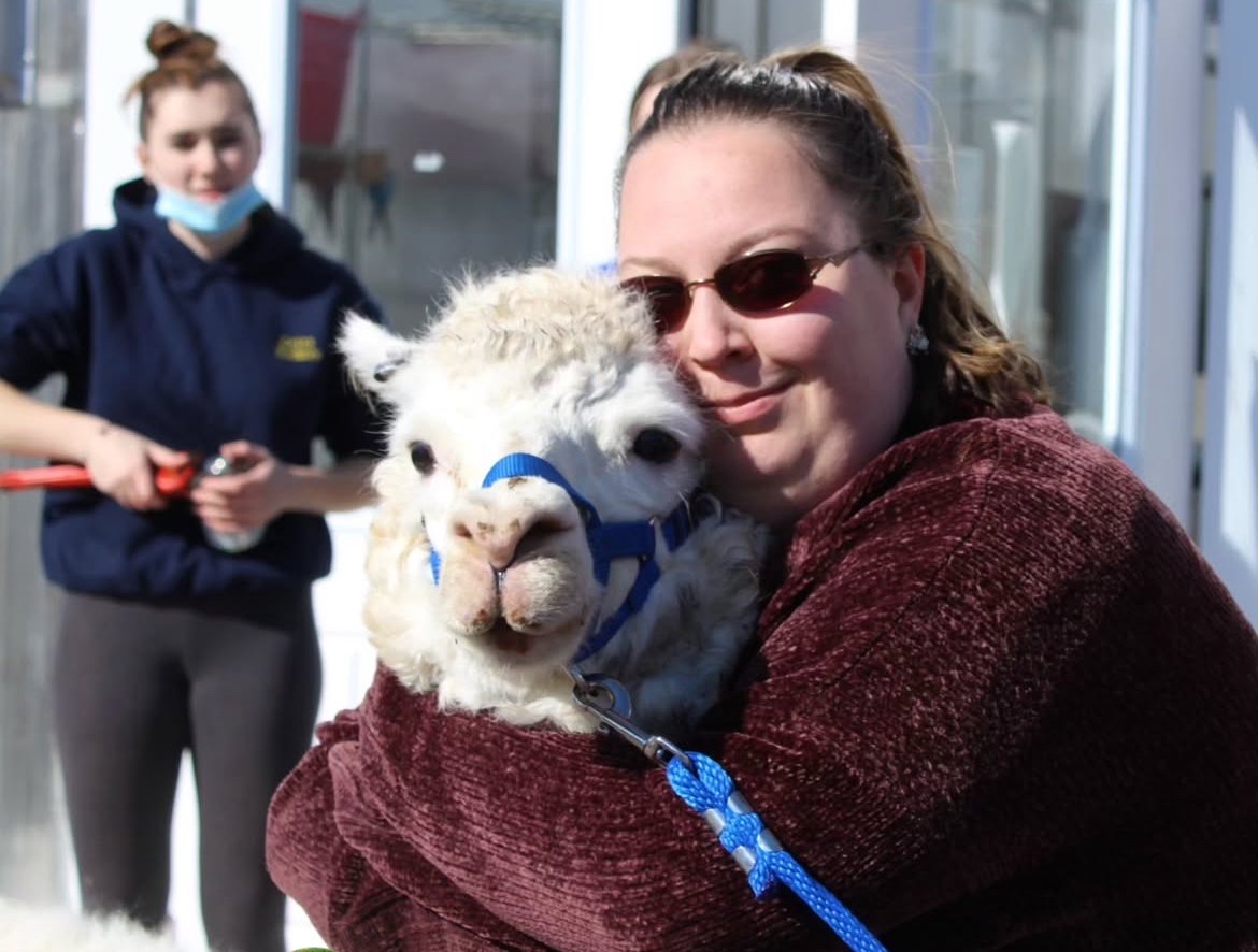 At NHS, agriscience faculty member Katie Gorman is known for her kindness, knowledge, and passion for working with animals.  Gorman shares a moment Pearl the alpaca who was just one of many favorite animals of Gorman's on campus. (Courtesy of the Woodbury FFA Instagram) 