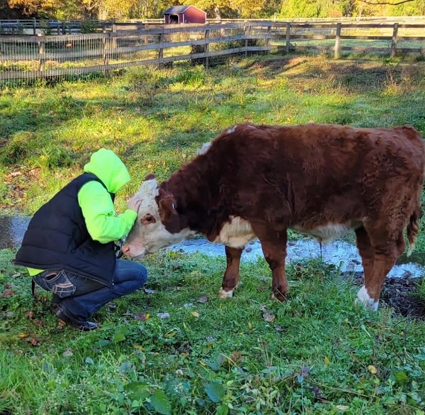 Kenzie Scully one of the student workers, spending some quality time with one of the cows. These are the times Scully says makes it all worth it because of the connection made with the animals. (Courtesy of Kenzie Scully)