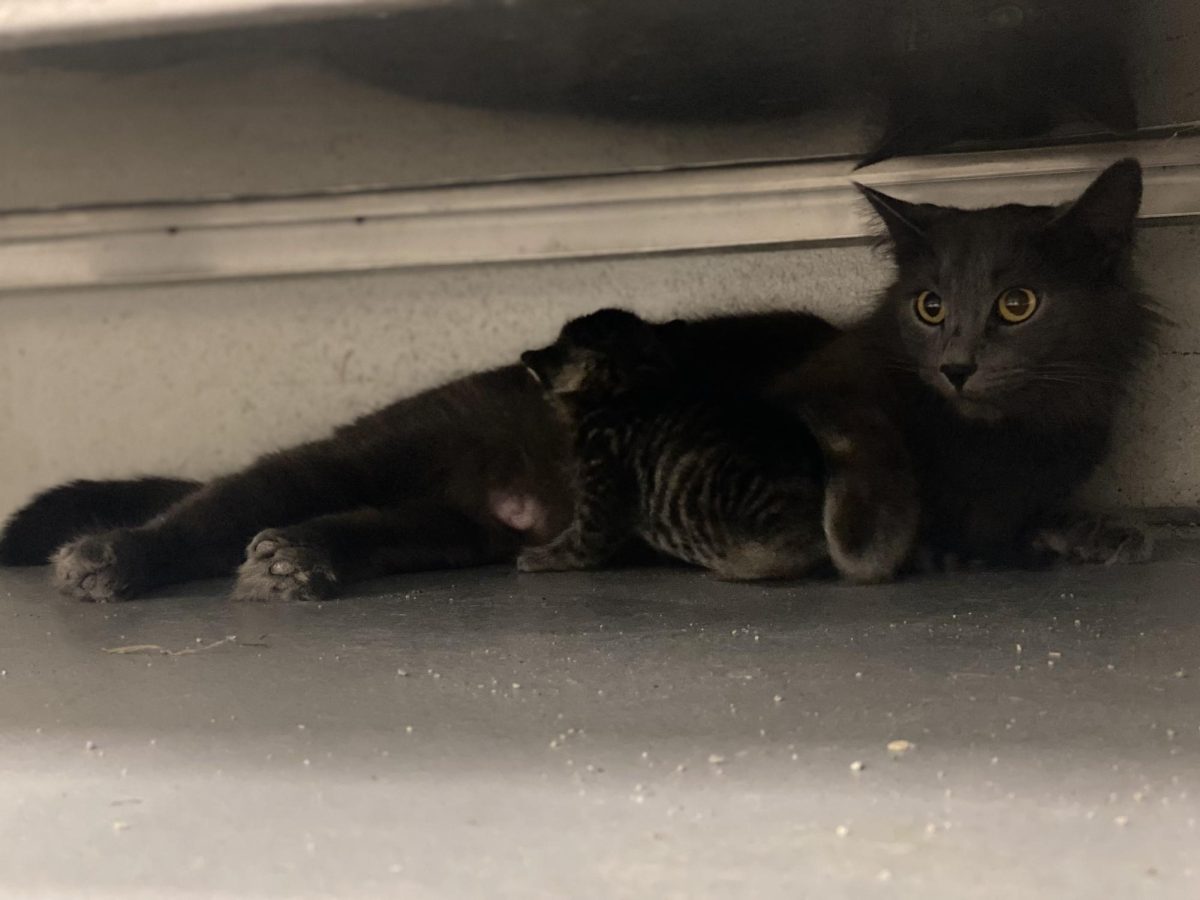 GG with one of her six kittens laying down. GG is the seventh adopted cat that Jesse Hungerford's vet science students have adopted.  