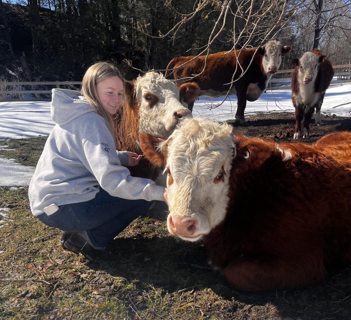 Kenzie takes her study hall time to go down to the barn and hang out with the cows. She is always looking for more time and opportunities to be with these animals. 