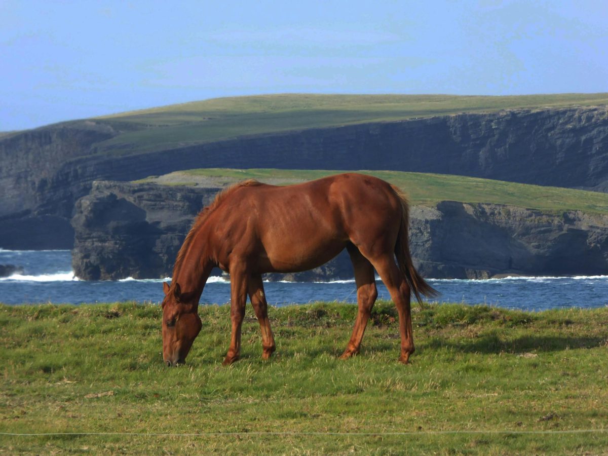 This afternoon 32 NHS agriscience students board a plane for Ireland where they'll experience a wide-range of educational opportunities abroad. One of the highlights of this trip will be a visit to the National Stud Farm in Tully, Ireland. (Photo Credit - Colin C Murphy)